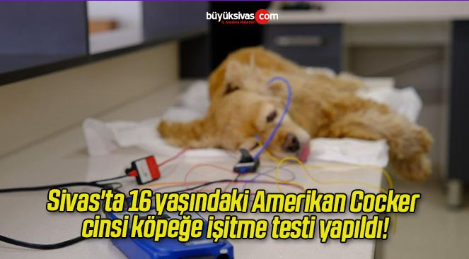 Sivas’ta 16 yaşındaki Amerikan Cocker cinsi köpeğe işitme testi yapıldı!