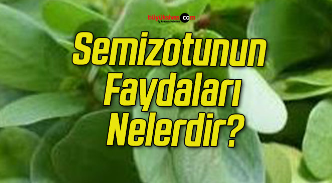 Semizotunun Faydaları Nelerdir?