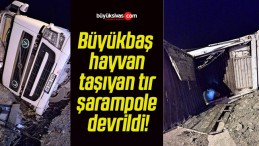 Büyükbaş hayvan taşıyan tır şarampole devrildi!