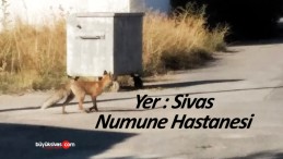 Sivaslılar tilkileri artık evcil hayvan haline getirdi