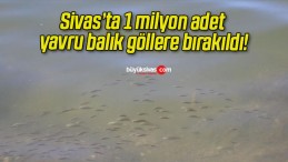 Sivas’ta 1 milyon adet yavru balık göllere bırakıldı!