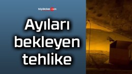 Yiyecek verilen ayıları bekleyen tehlike