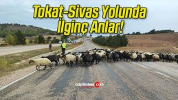 Tokat-Sivas Yolunda İlginç Anlar!