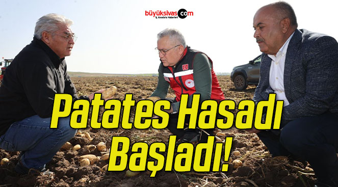 Patates Hasadı Başladı!