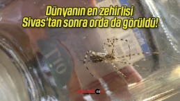 Dünyanın en zehirlisi Sivas’tan sonra orda da görüldü!