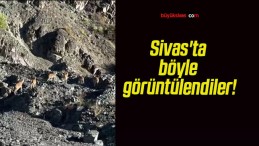 Sivas’ta böyle görüntülendiler!