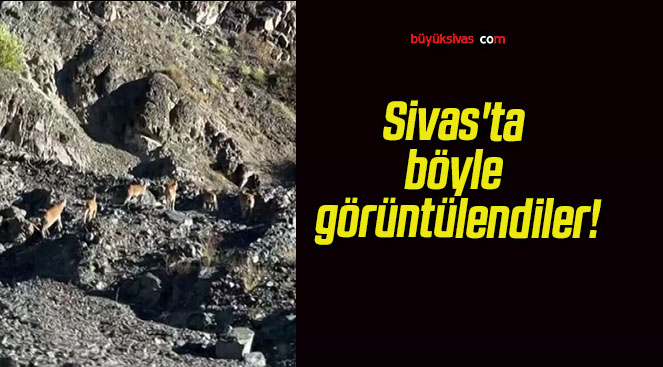 Sivas’ta böyle görüntülendiler!