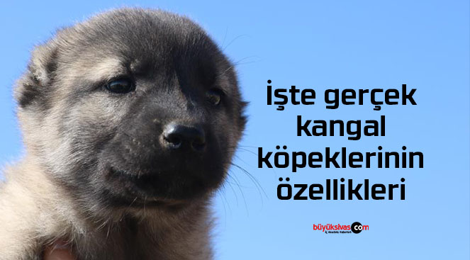 Uzmanı gerçek kangal köpeklerinin özelliklerini anlattı