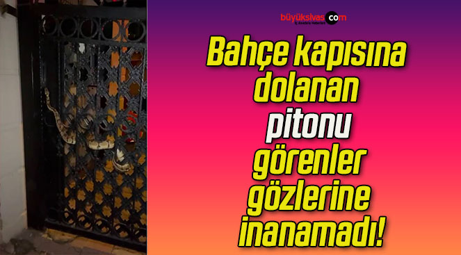 Bahçe kapısına dolanan pitonu görenler gözlerine inanamadı!