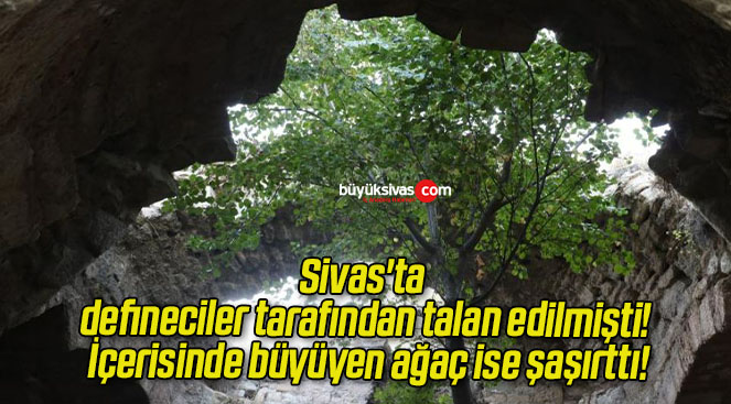 Sivas’ta defineciler tarafından talan edilmişti! İçerisinde büyüyen ağaç ise şaşırttı!