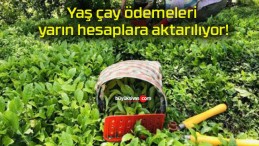 Yaş çay ödemeleri yarın hesaplara aktarılıyor!