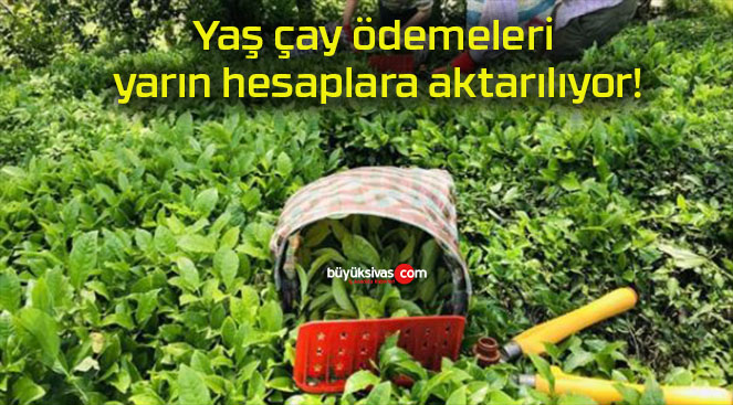 Yaş çay ödemeleri yarın hesaplara aktarılıyor!