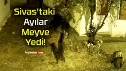 Sivas’taki Ayılar Meyve Yedi!