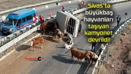 Sivas’ta büyükbaş hayvanları taşıyan kamyonet devrildi!