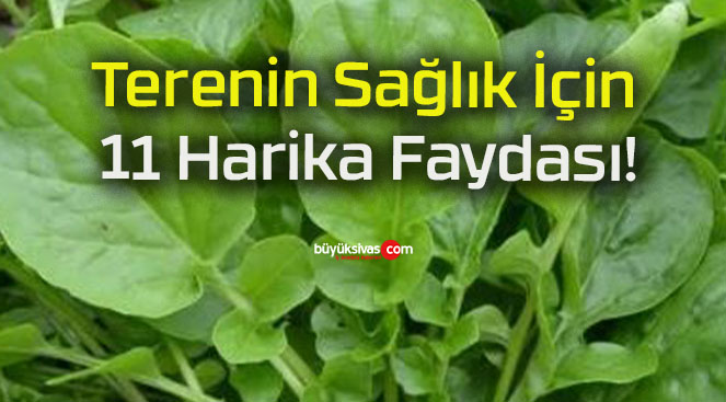 Terenin Sağlık İçin 11 Harika Faydası!