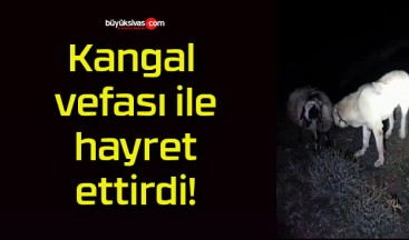 Kangal vefası ile hayret ettirdi!