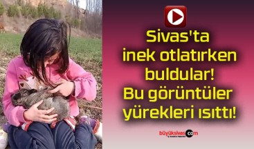 Sivas’ta inek otlatırken buldular! Bu görüntüler yürekleri ısıttı!