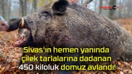 Sivas’ın hemen yanında çilek tarlalarına dadanan 450 kiloluk domuz avlandı!