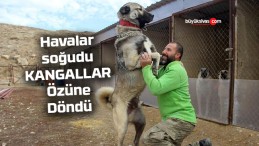 Havalar soğudu Sivas Kangalları özüne döndü