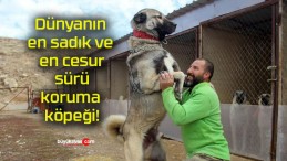 Dünyanın en sadık ve en cesur sürü koruma köpeği!