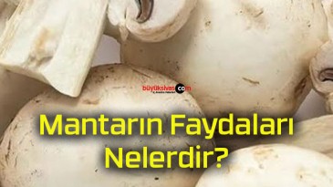 Mantarın Faydaları Nelerdir?