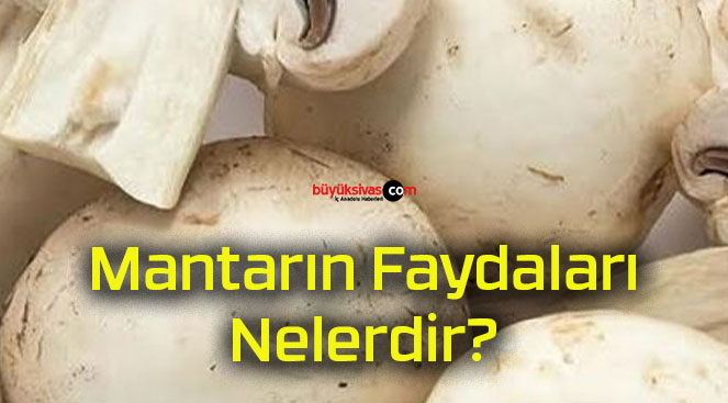 Mantarın Faydaları Nelerdir?