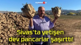 Sivas’ta yetişen dev pancarlar şaşırttı!