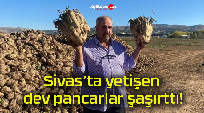 Sivas’ta yetişen dev pancarlar şaşırttı!