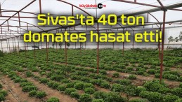 Sivas’ta 40 ton domates hasat etti!