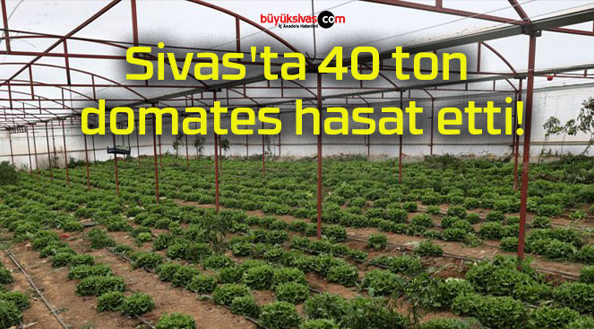 Sivas’ta 40 ton domates hasat etti!