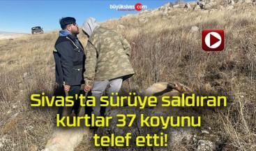 Sivas’ta sürüye saldıran kurtlar 37 koyunu telef etti!