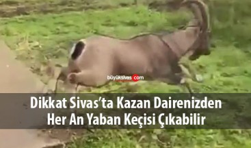 Sivas’ta kazan dairesinde mahsur kalan yaban keçisi kurtarıldı