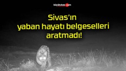 Sivas’ın yaban hayatı belgeselleri aratmadı!