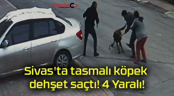 Sivas’ta tasmalı köpek dehşet saçtı!