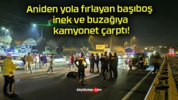 Aniden yola fırlayan başıboş inek ve buzağıya kamyonet çarptı!