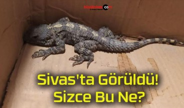 Sivas’ta Görüldü! Sizce Bu Ne?