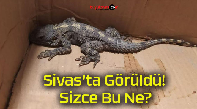 Sivas’ta Görüldü! Sizce Bu Ne?