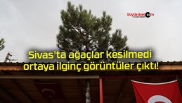 Sivas’ta ağaçlar kesilmedi ortaya ilginç görüntüler çıktı!