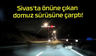 Sivas’ta önüne çıkan domuz sürüsüne çarptı!