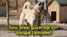 Sınır ötesi güvenliği için kangal tavsiyesi!