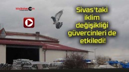 Sivas’taki iklim değişikliği güvercinleri de etkiledi!