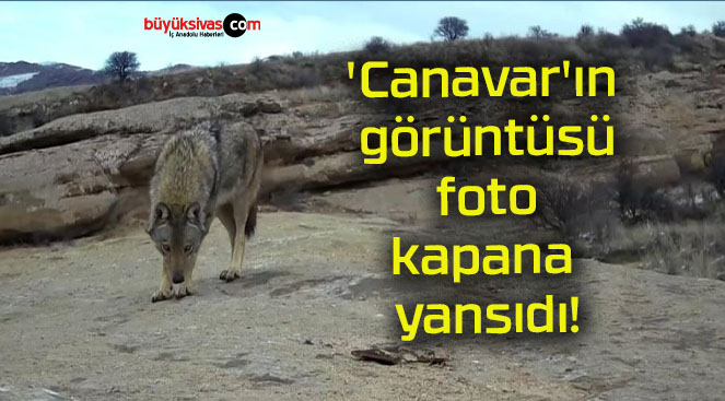 ‘Canavar’ın görüntüsü foto kapana yansıdı!