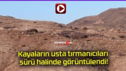 Kayaların usta tırmanıcıları sürü halinde görüntülendi!