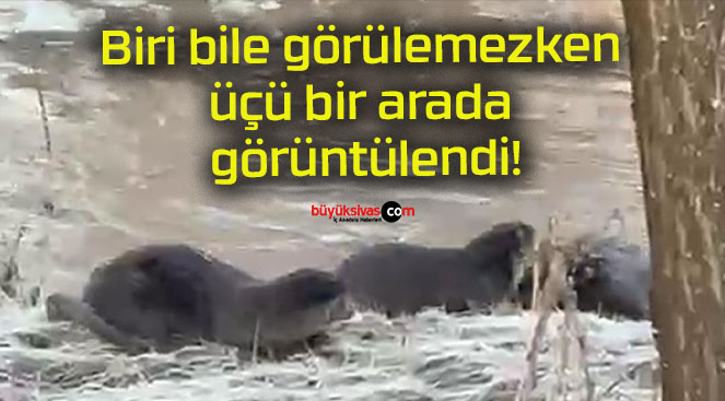 Biri bile görülemezken üçü bir arada görüntülendi!