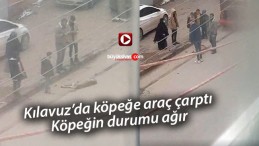 Sivas’ta sokak köpeğine araç çarptı