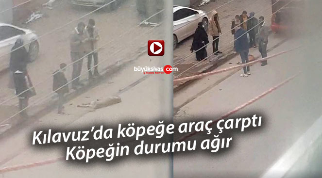 Sivas’ta sokak köpeğine araç çarptı