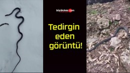 Tedirgin eden görüntü!