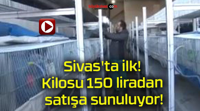 Sivas’ta ilk! Kilosu 150 liradan satışa sunuluyor!