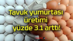 Tavuk yumurtası üretimi yüzde 3.1 arttı!