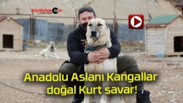 Anadolu Aslanı Kangallar doğal Kurt savar!